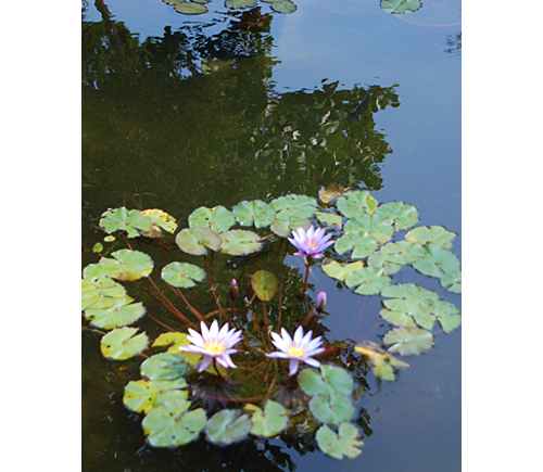 WATER GARDEN